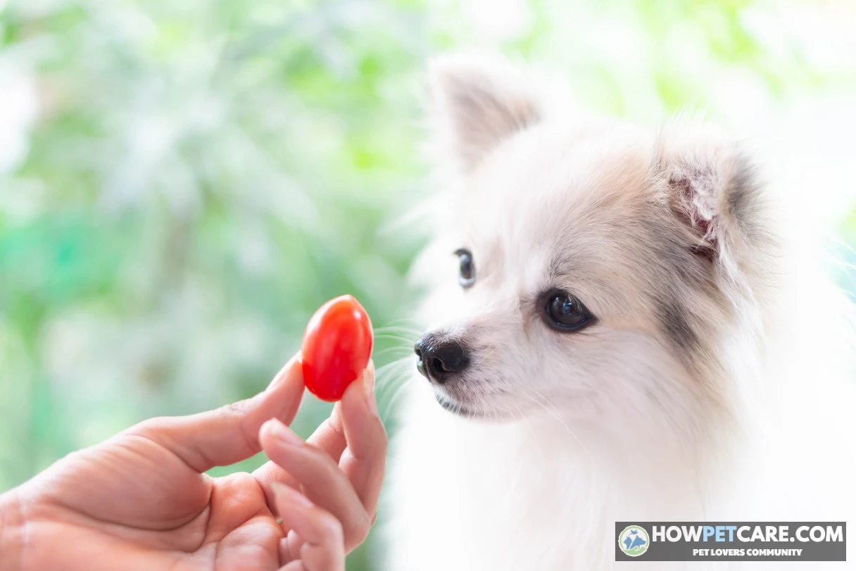 A golden retriever eagerly watching a ripe red tomato slice on a kitchen cutting board to see if dogs can eat tomatoes
