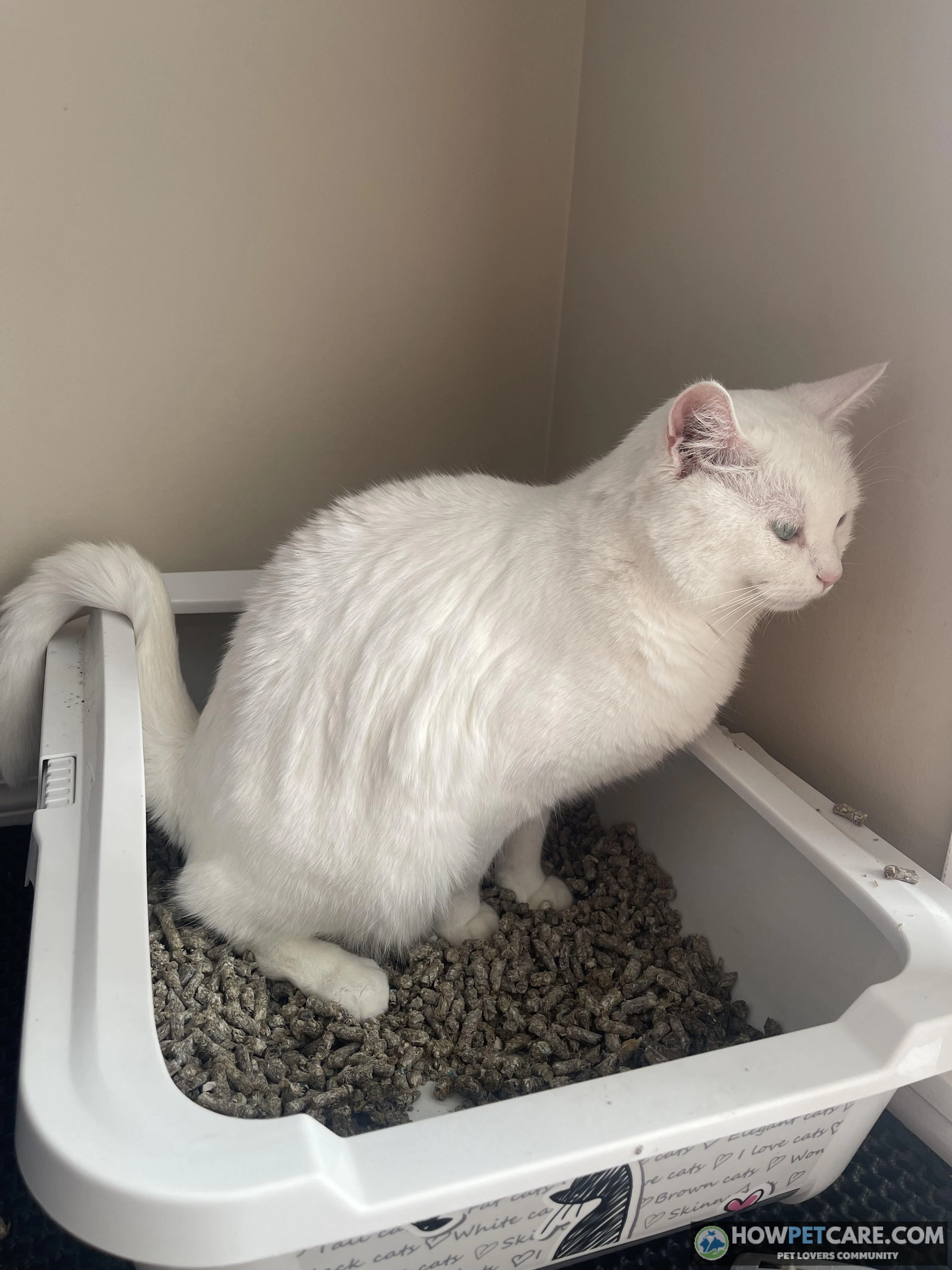 Cat Defecating Problems: Emergency Triage and Box Fixes 1 Side view of a cat defecating in a spacious, uncovered litter box.