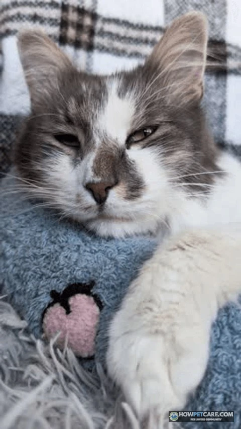 Cat Diarrhea: Triage Checklist, Causes, Home Care & Vet Costs 1 A quiet domestic cat resting on a soft blanket looking unwell with cat diarrhea symptoms