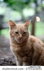 Close-up of a domestic short-haired cat sneezing a lot with nose wrinkled