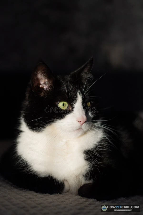 Close up of a domestic cat resting in warm sunlight representing cat years stages