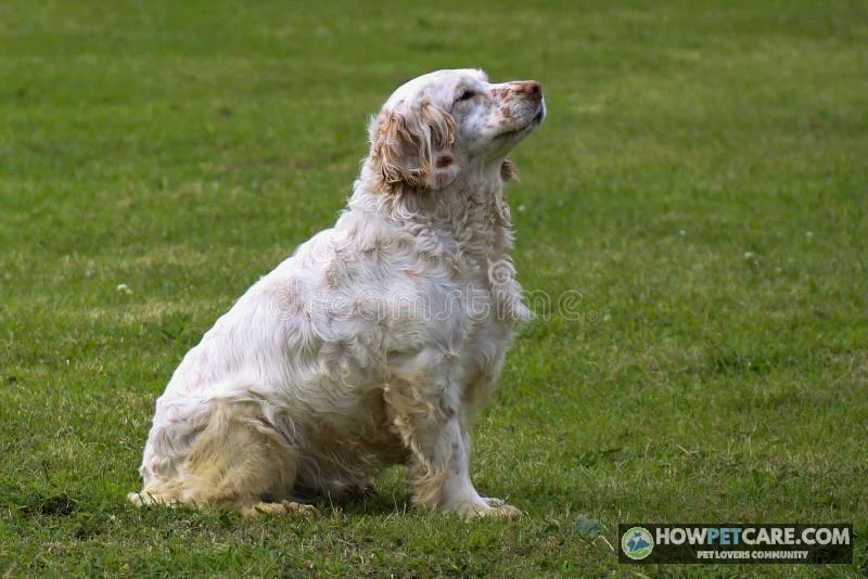 Adult Clumber Spaniel sitting calmly in an autumn park