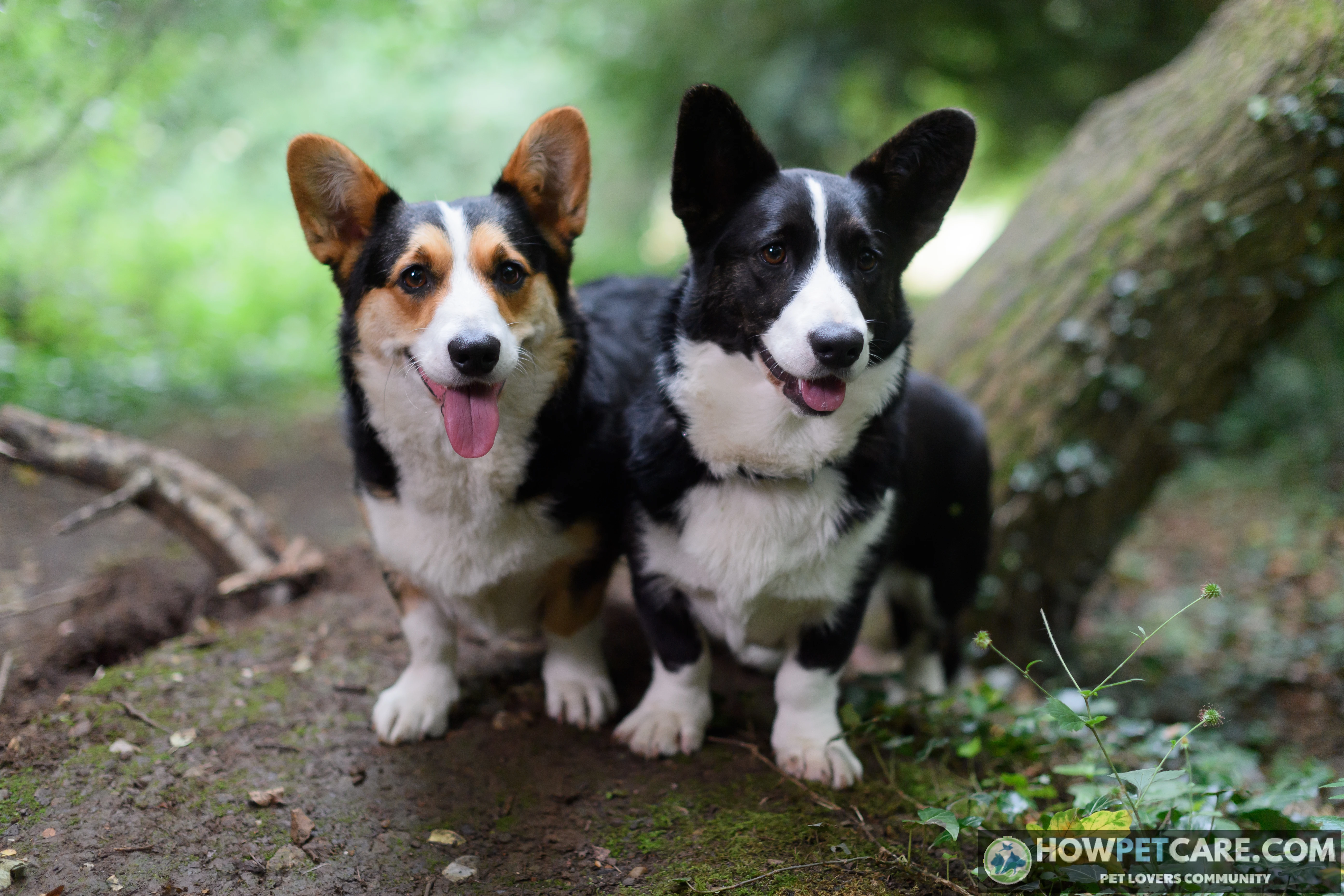 Pembroke and Cardigan Welsh Corgis showing the Corgi dog breed's short legs and erect ears.