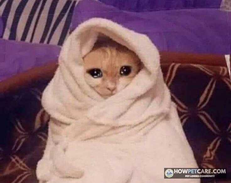 Sick domestic cat resting comfortably while recovering from a cat cold