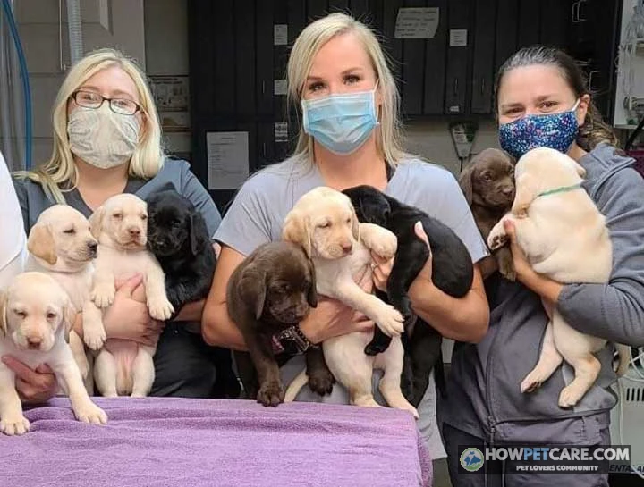 DHPP Vaccine for Dogs: Schedule, Costs, and Safety Guide 1 Golden Retriever puppy receiving the DHPP vaccine for dogs at a veterinary clinic
