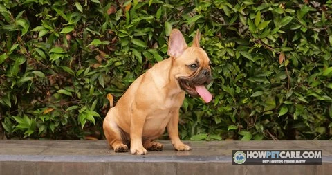 Do Dogs Sweat? How Dogs Cool Down and When It's Dangerous 1 Golden retriever panting in shade showing how do dogs sweat and cool down
