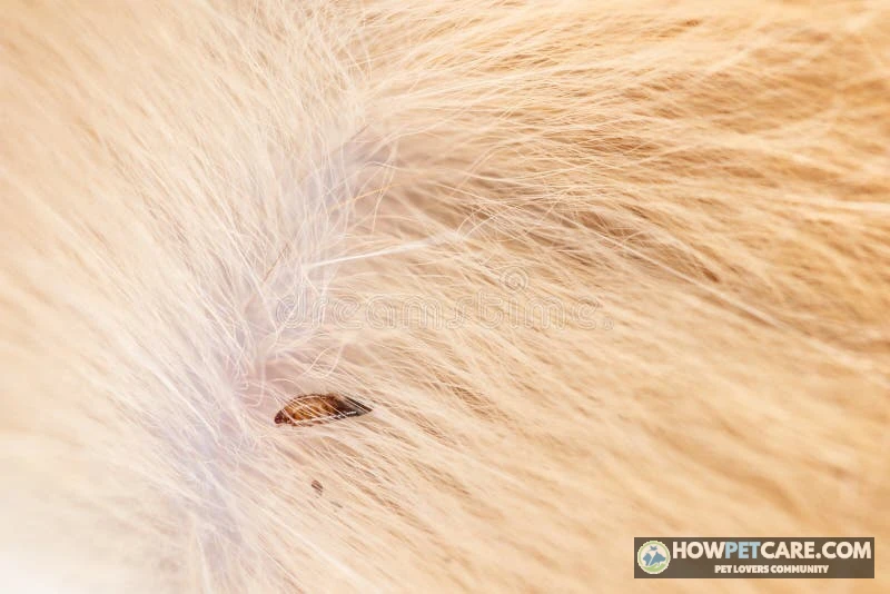 Extreme macro shot of a wingless cat flea exploring if fleas fly
