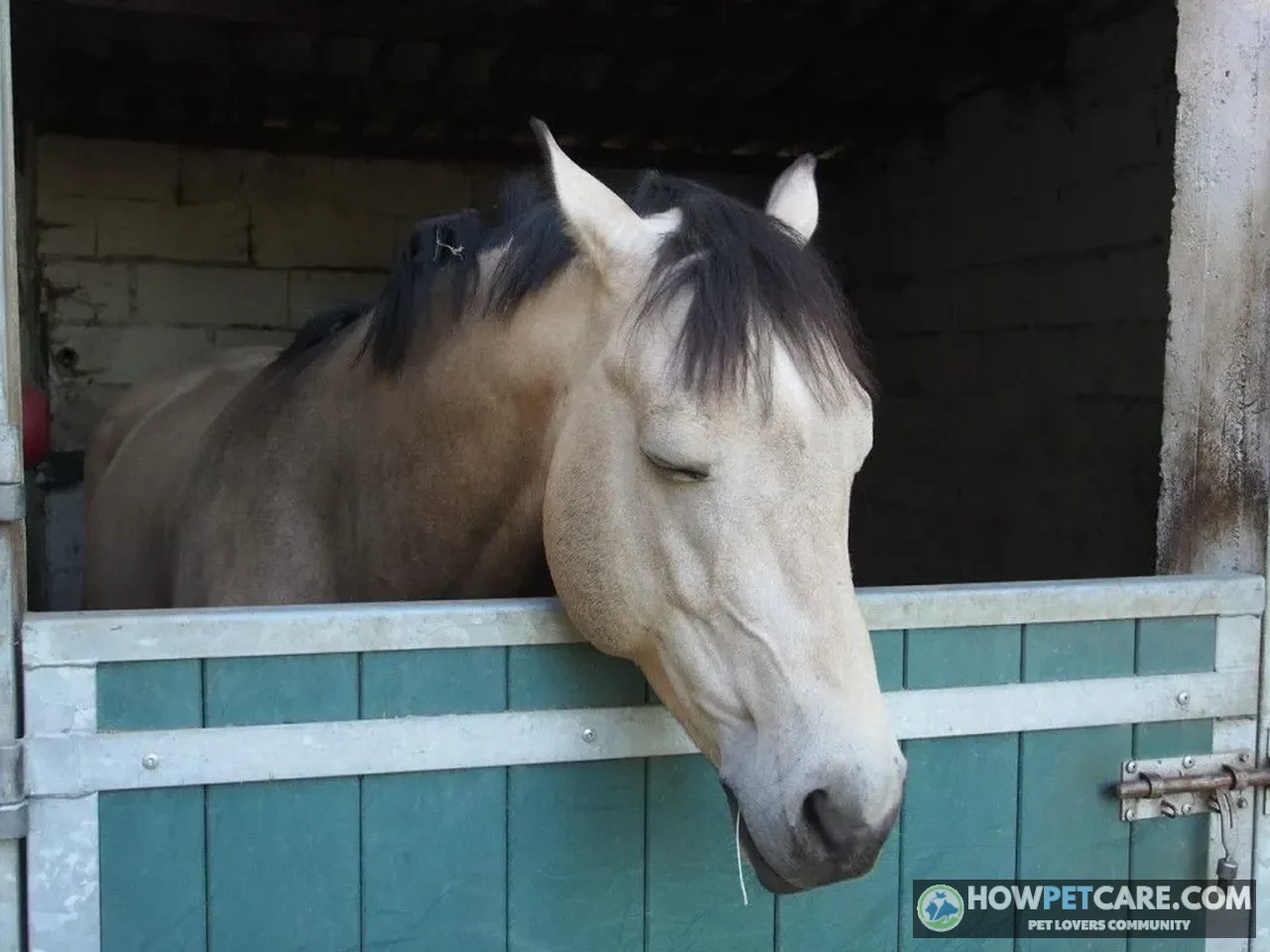 Horse sleeping while standing in a stable, using its stay apparatus
