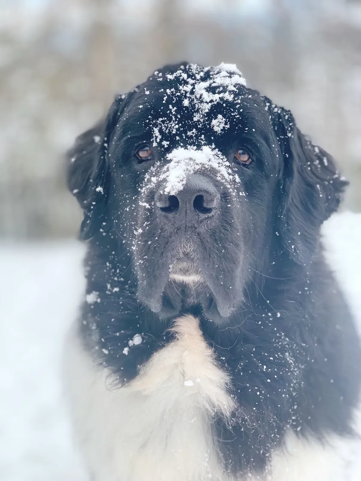 Is It Safe For Dogs To Eat Snow?