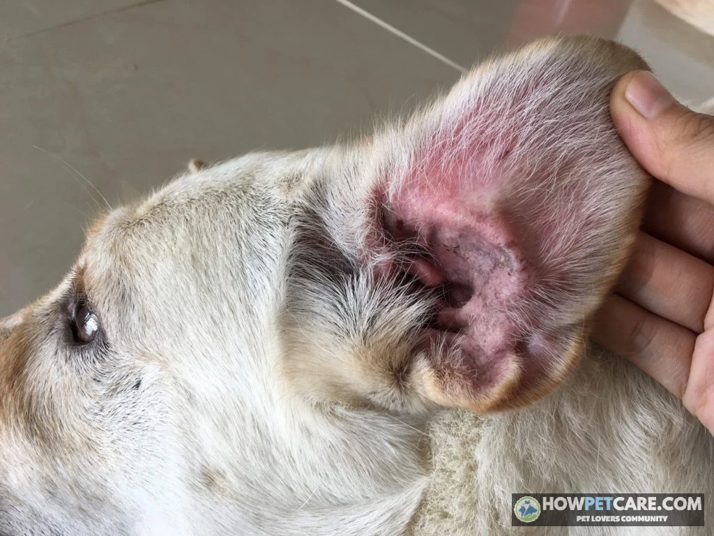 Dog Food Allergies: Signs, Elimination Diet & Zero‑Contamination Guide 1 Golden retriever itching its ear beside a bowl representing dog food allergies