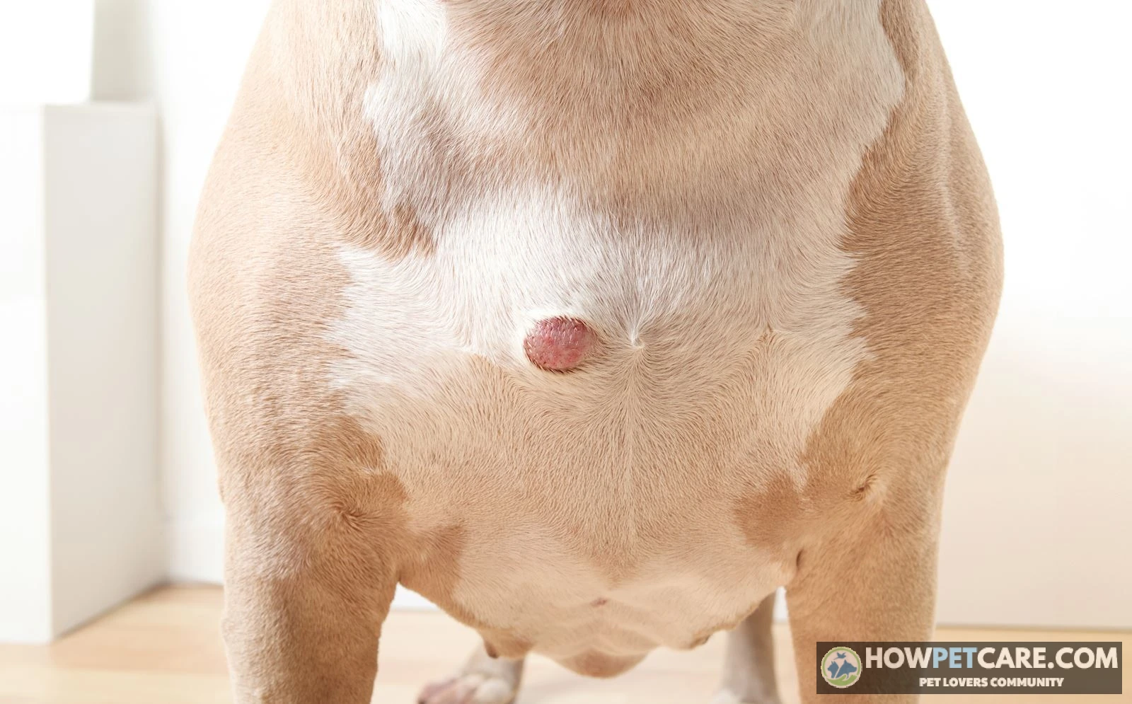 Veterinarian examining a dog histiocytoma on a young dog's face