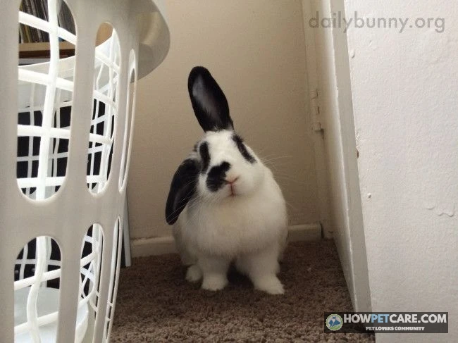 A healthy adult Dutch rabbit sitting on a soft rug showing classic white blaze and dark saddle markings
