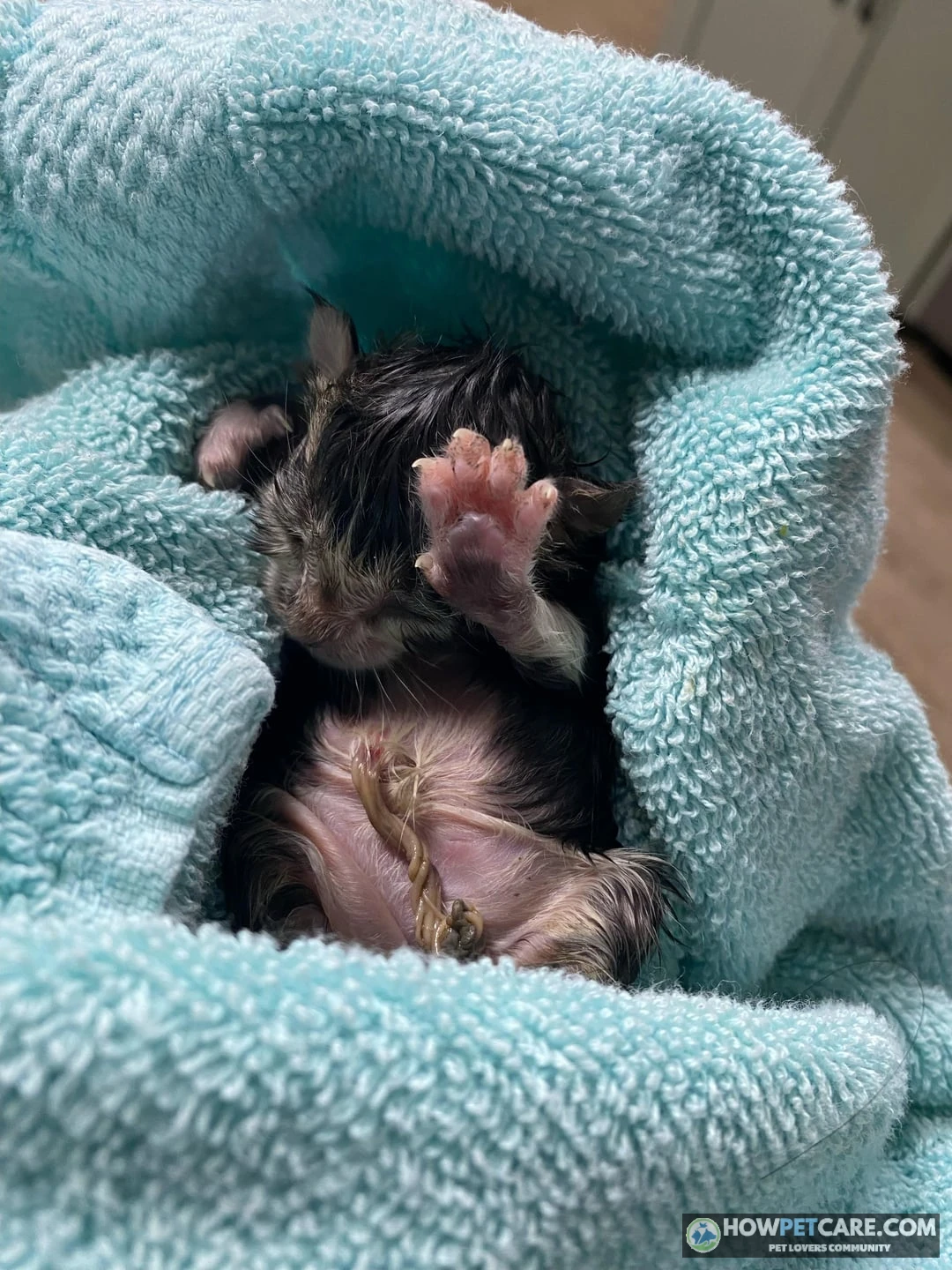 Caregiver gently holding a sick neonate during fading kitten syndrome care