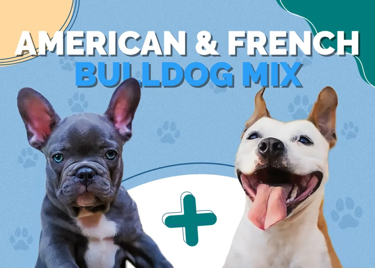 American Bulldog & French Bulldog Mix: Info, Pictures, Facts