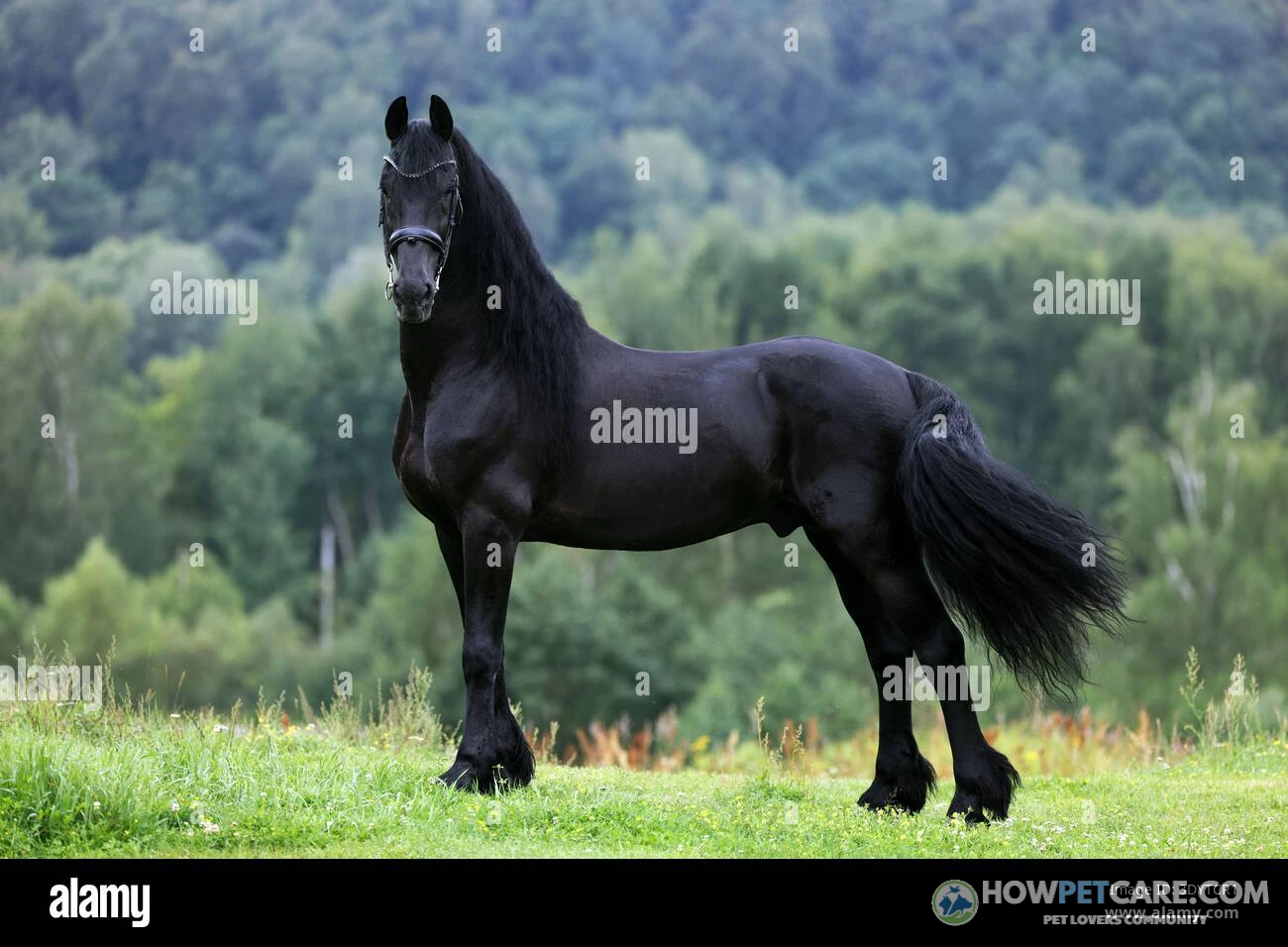 Black Friesian horse with a flowing mane and feathered legs standing in a pasture.