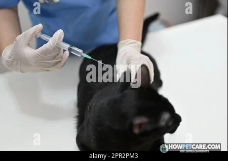 Veterinarian examining a relaxed cat before an FVRCP vaccine appointment