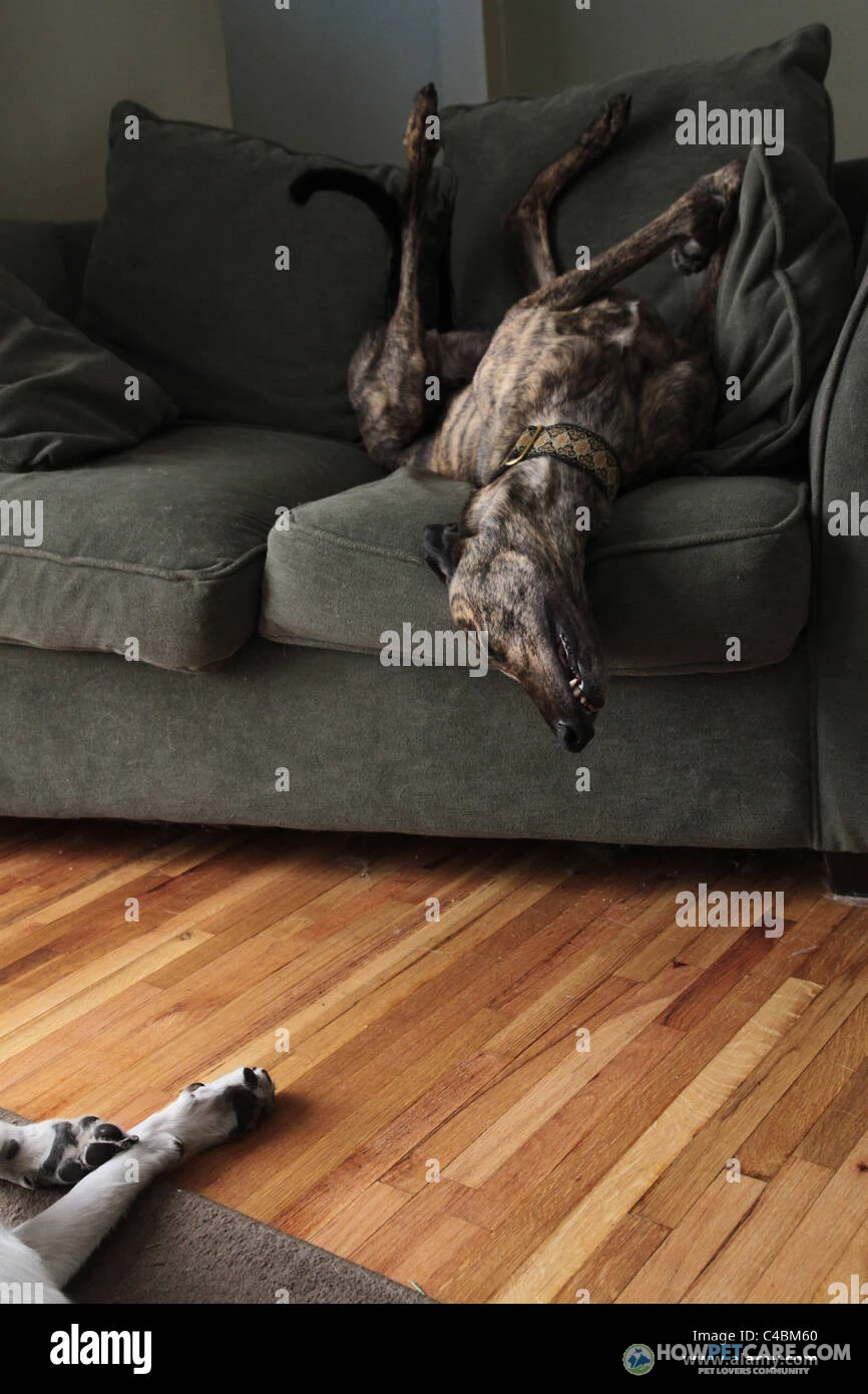 Greyhound dog relaxing on a couch, representing calm indoor lifestyle