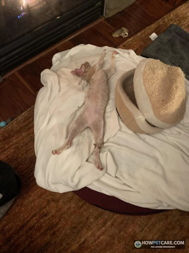 Hairless Cat Guide: Breeds, Care, Allergies and Costs 1 Hairless cat lounging on a warm heated bed