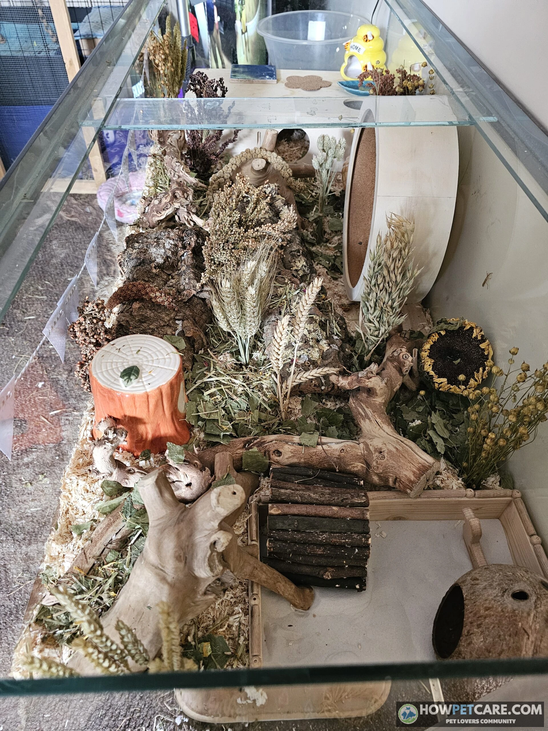 Large natural glass and wood hamster cage with deep burrowing bedding and enrichment