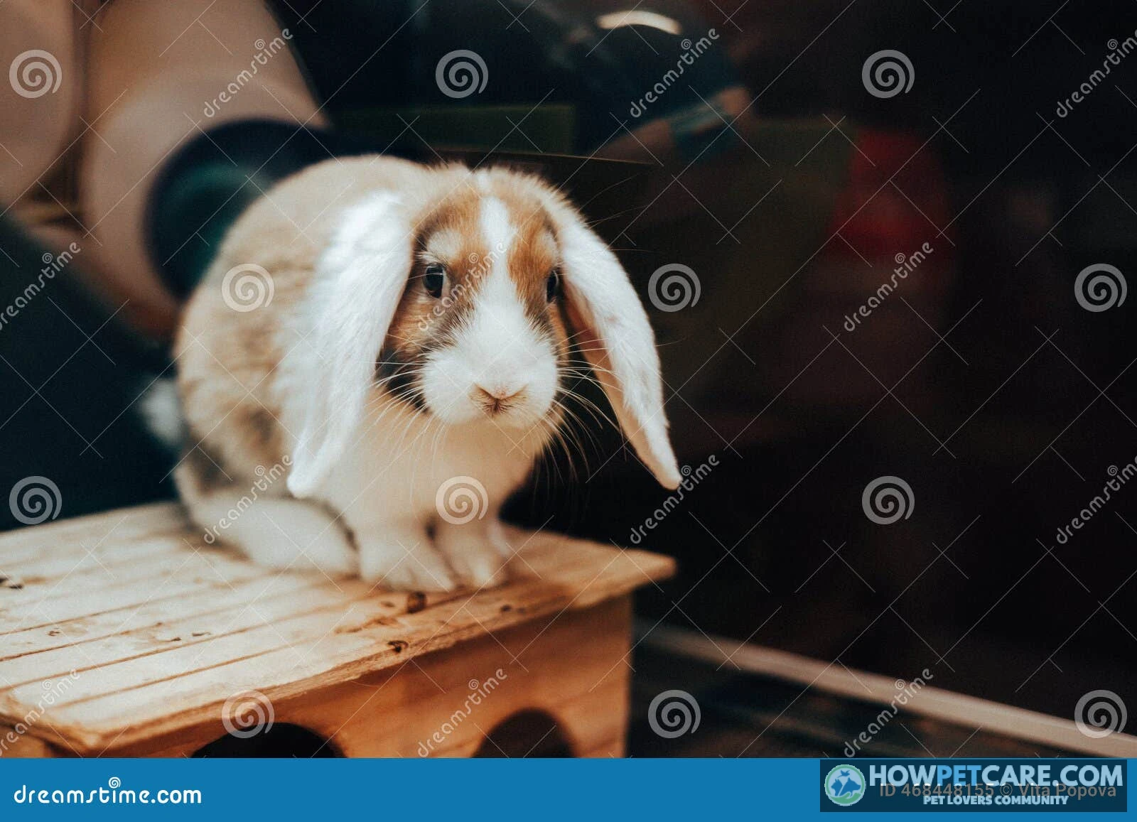 Cute Holland Lop rabbit with soft fur and floppy ears sitting indoors