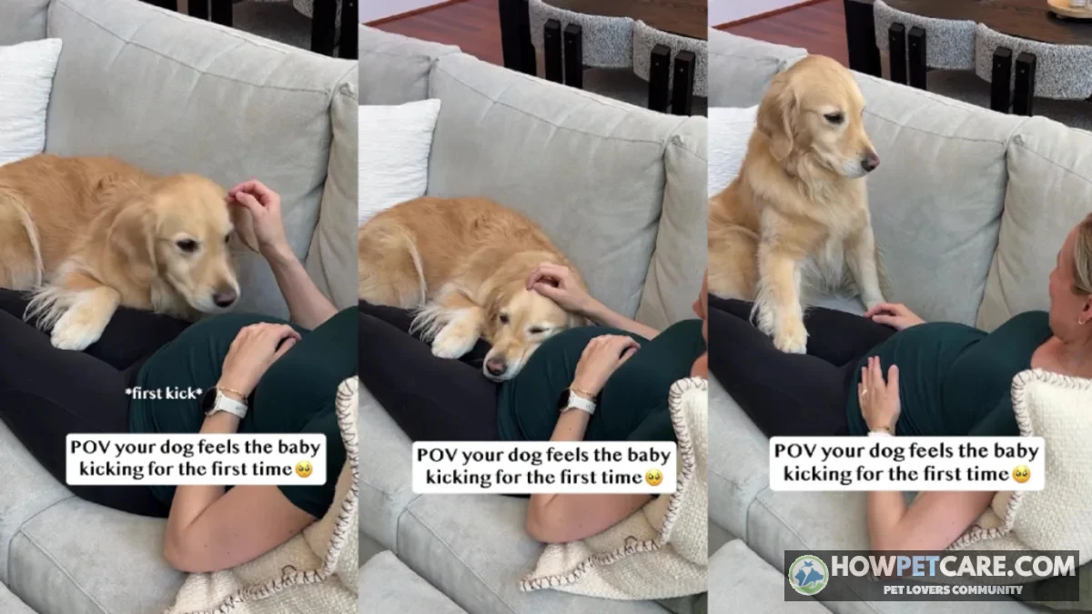Pregnant dog resting comfortably showing how long are dogs pregnant