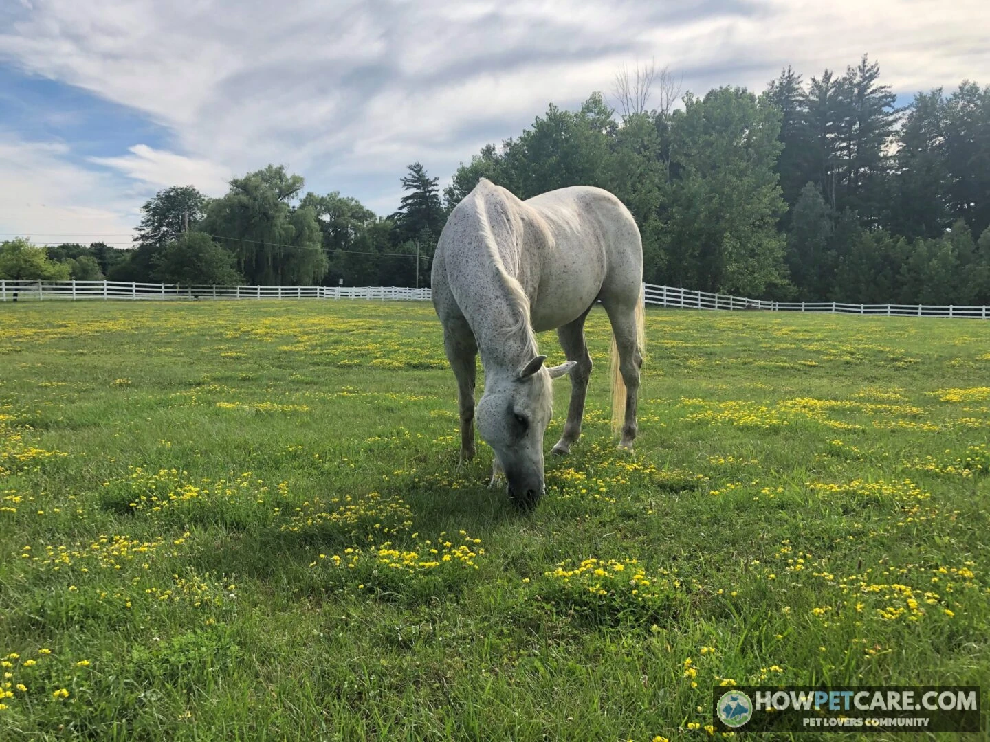 Senior horse grazing, illustrating how long horses live