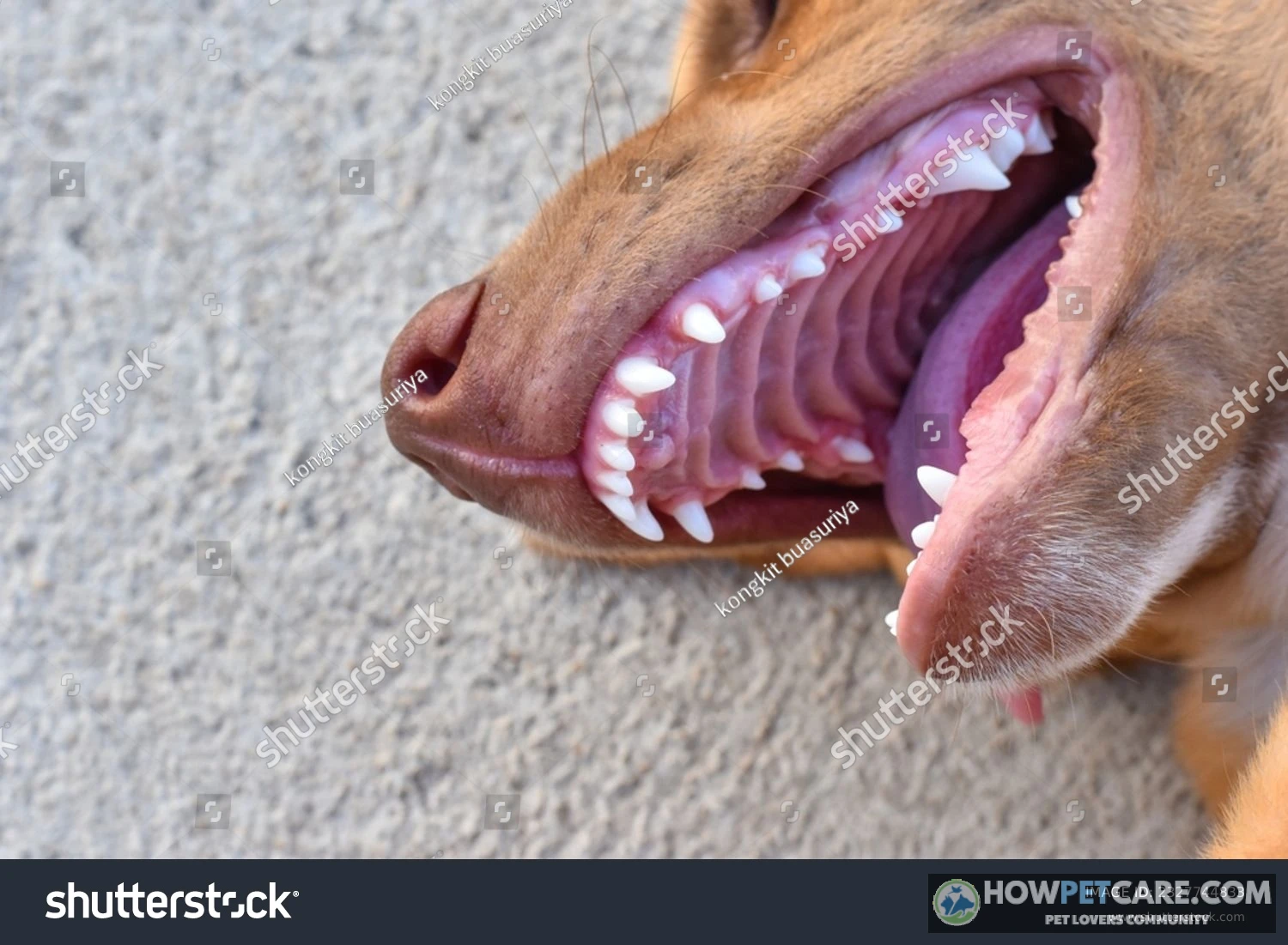 Close-up of a dog's open mouth displaying adult teeth of dogs