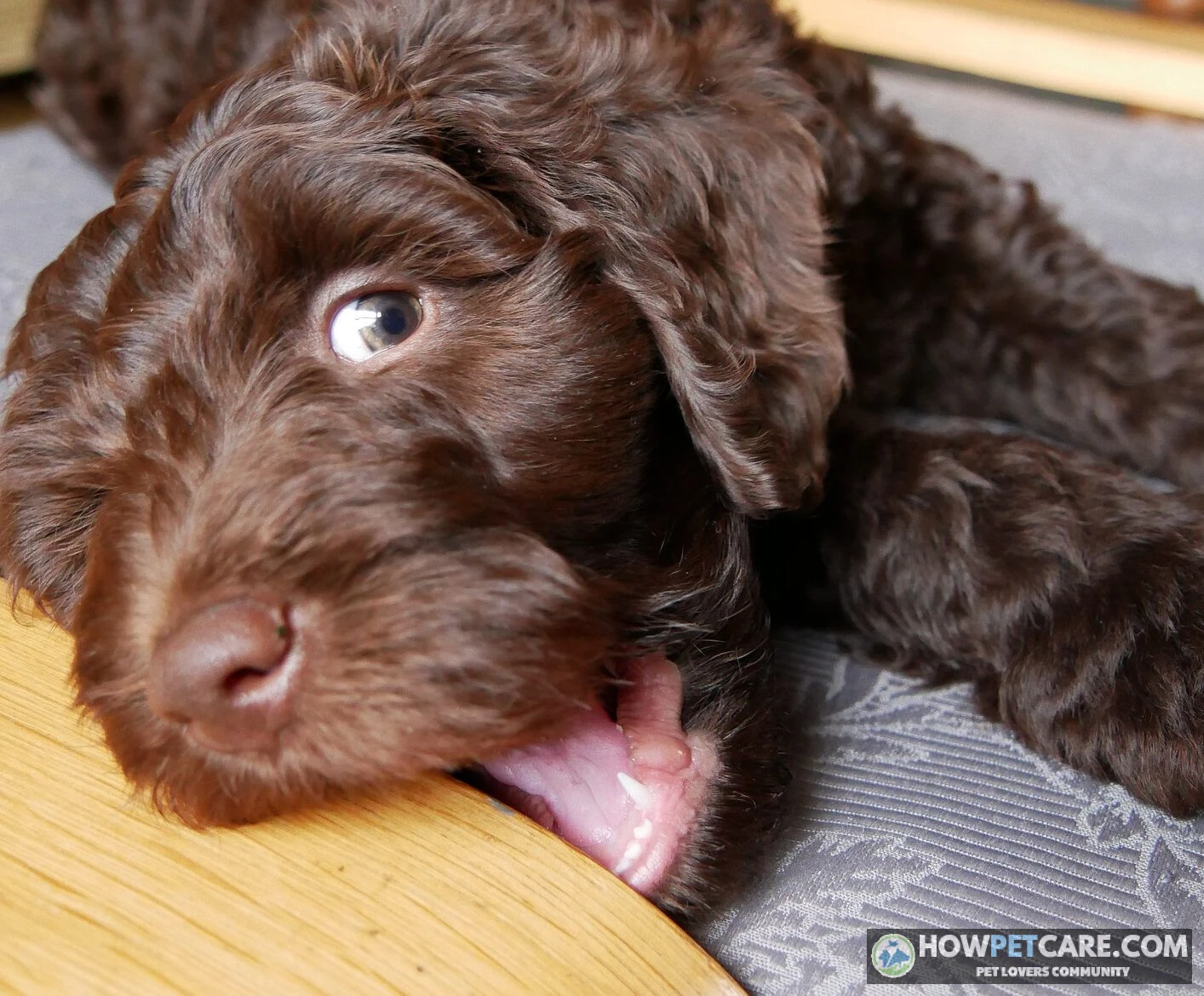Dog chewing on a couch while owner redirects with a chew toy