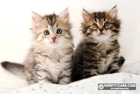 Fluffy Siberian cat representing hypoallergenic cats sitting on a modern sofa