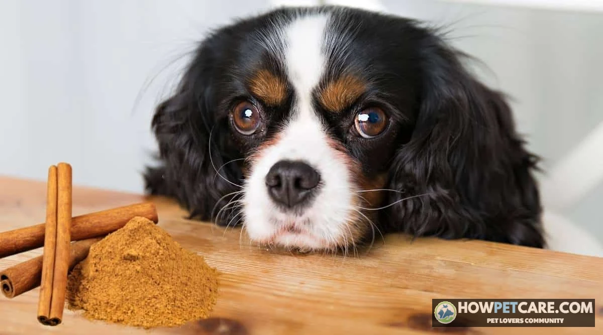 Is cinnamon bad for dogs? A curious dog sits beside ground cinnamon and cinnamon sticks.
