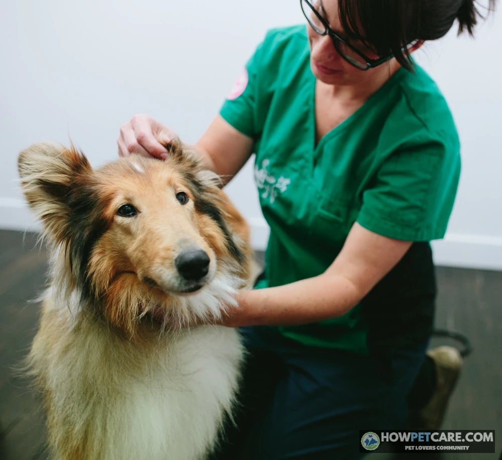 Veterinarian examining dog skin for signs of canine keratoseborrhea