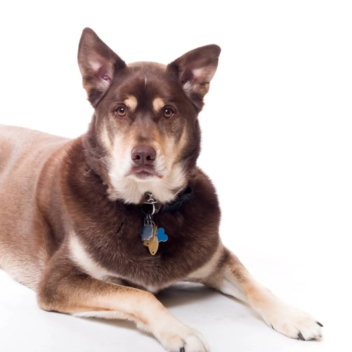 What You Need to Know before Getting a Husky Lab Mix