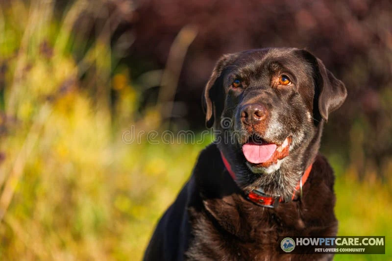 Healthy senior Labrador retriever showing signs of life expectancy in a sunlit garden