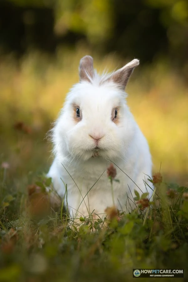 Lionhead rabbit with fluffy mane sitting on green grass
