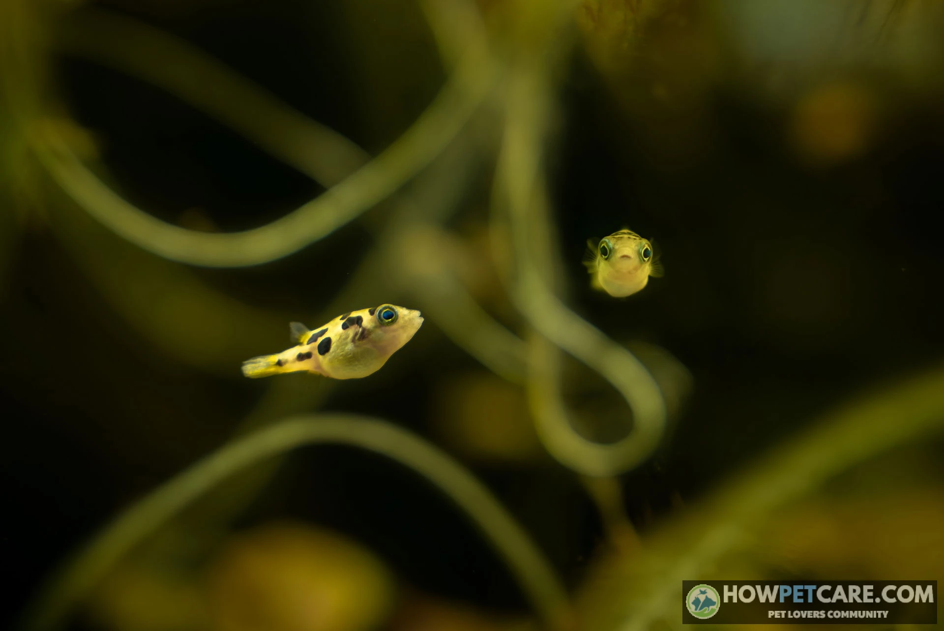 A vibrant Malabar pufferfish swimming among dense green aquatic plants