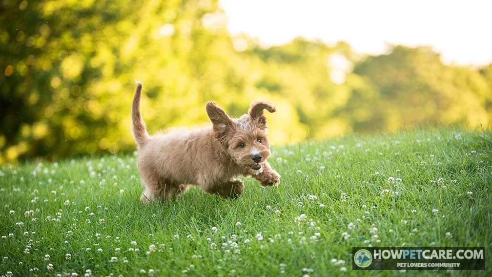 Mini Goldendoodle Guide: Real Adult Size, Costs & Red Flags 1 Mini goldendoodle puppy smiling on a grassy lawn