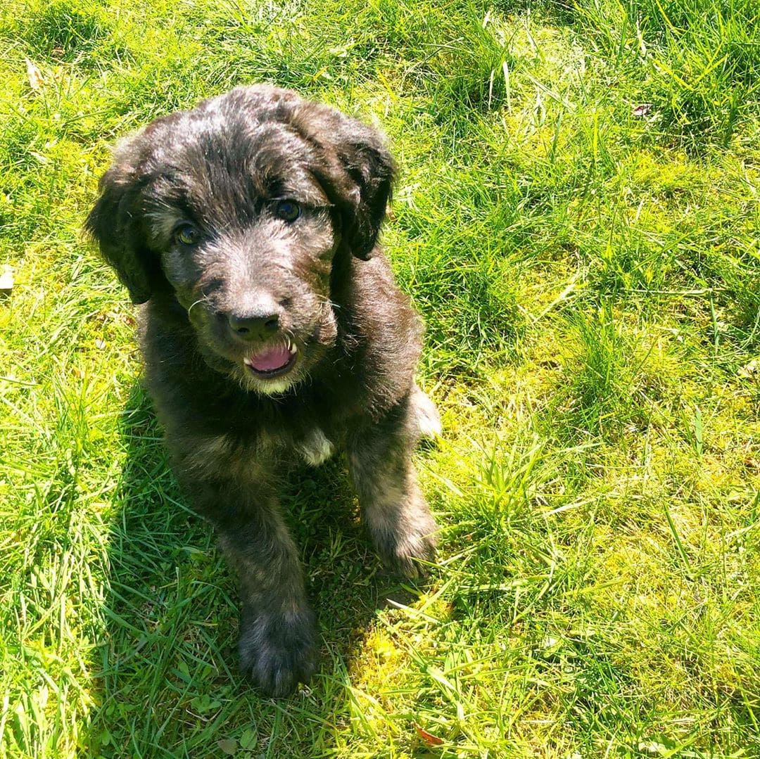 Shepadoodle Guide – Poodle and German Shepherd Mix! (2024)