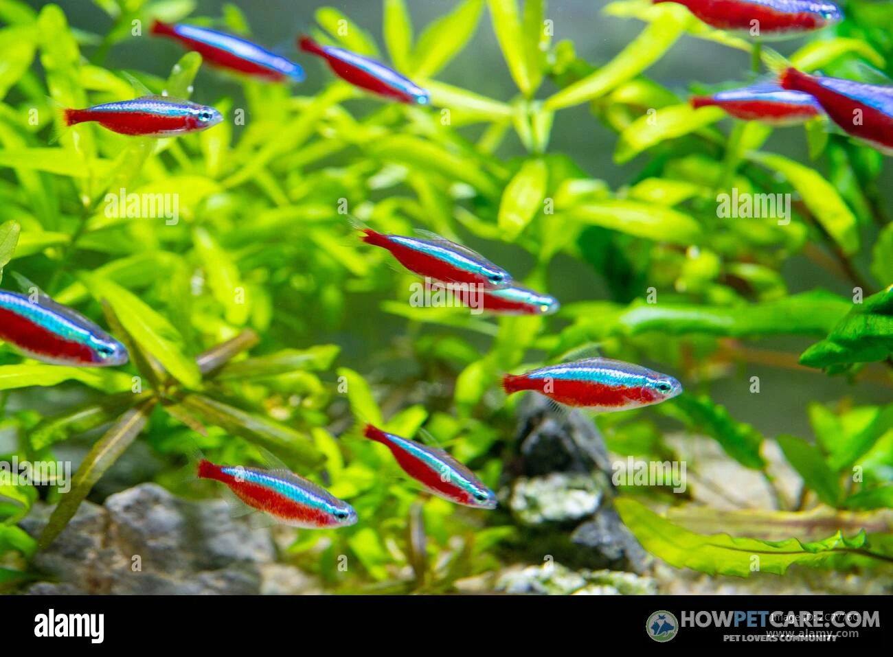 Vibrant neon tetra displaying its blue and red stripes in a well‑planted aquarium