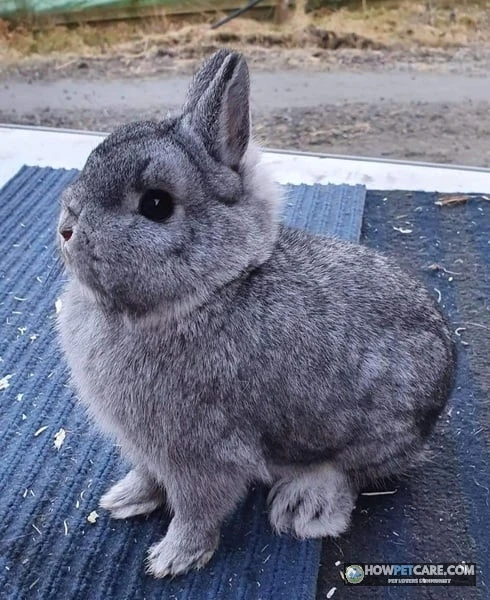 Netherland Dwarf rabbit resting on a soft carpet indoors