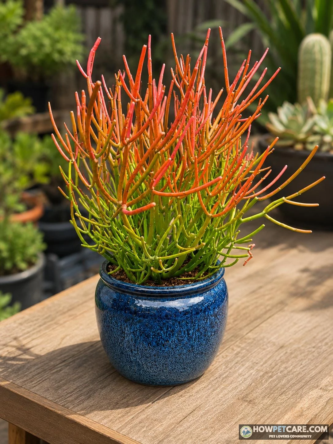 Pencil cactus succulent with vibrant red orange tips in a terracotta planter indoors