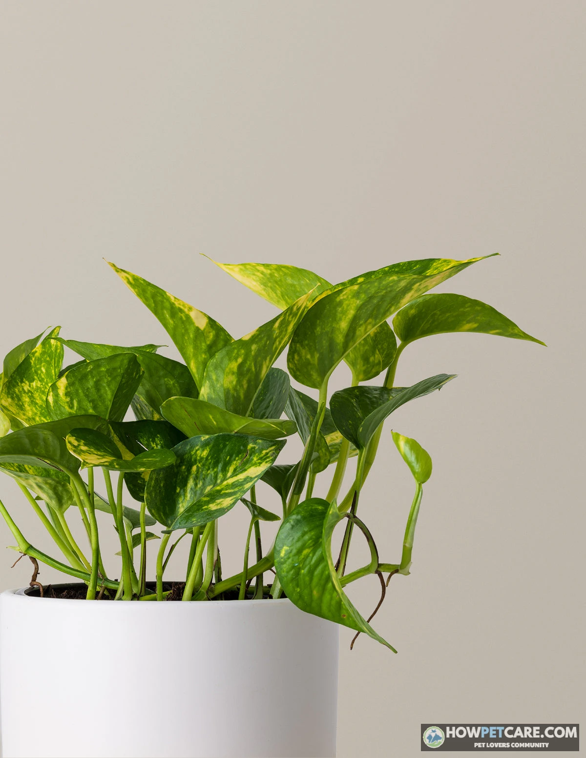 Vibrant golden pothos plant trailing gracefully from a ceramic pot indoors