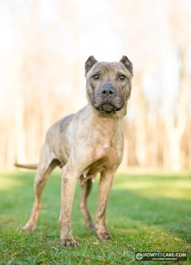 Presa Canario adult dog standing alert outdoors in a grassy field