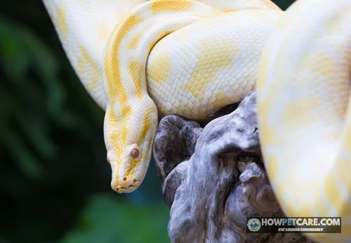 Reticulated python showcasing iridescent scales and intricate net-like geometric pattern