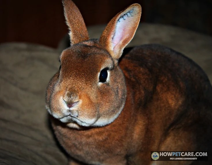 Castor Rex rabbit resting on soft fleece in a bright indoor enclosure.