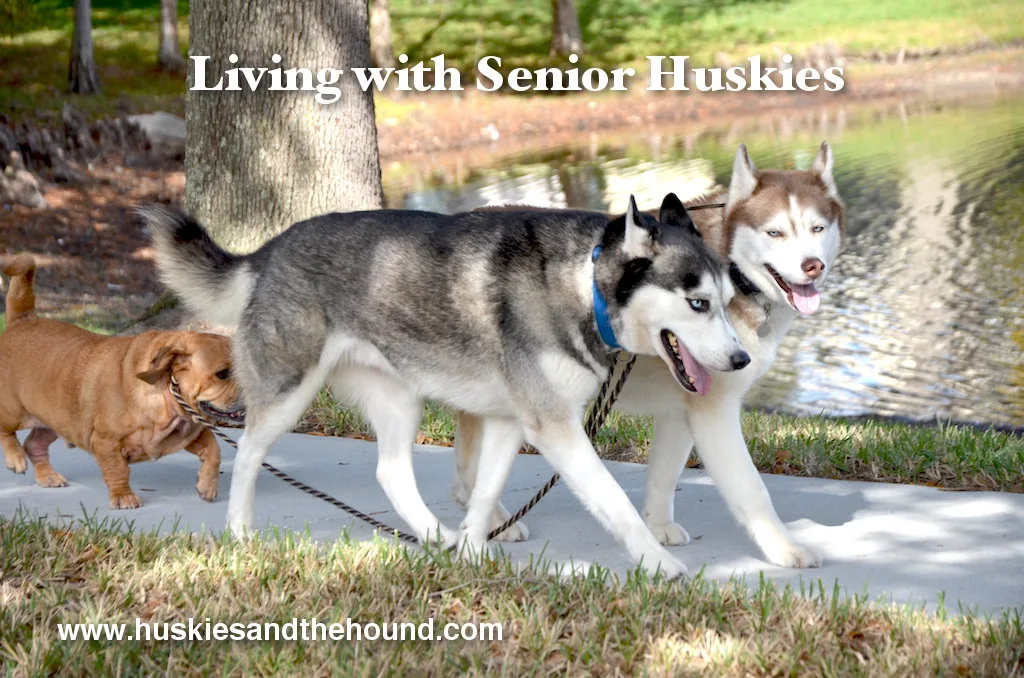 Huskies and the Hound                  Managing Stubborn Siberian Huskies and a Hound with a Little Dog Training