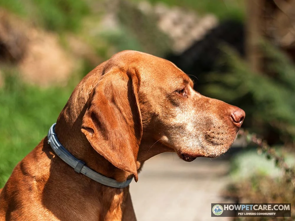 Golden Retriever wearing a grey Seresto flea collar outdoors in a sunlit garden