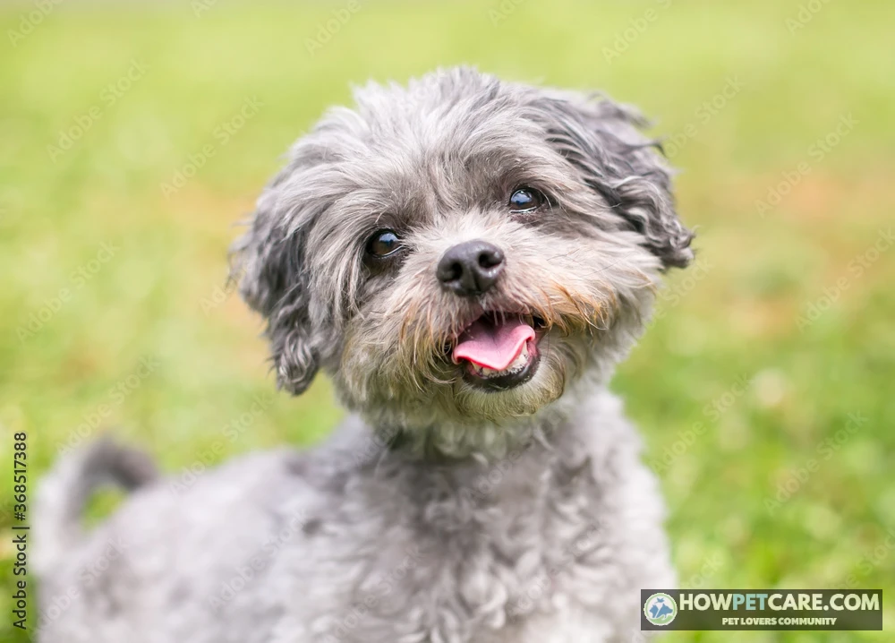 Shih Tzu Poodle mix sitting attentively on a grassy lawn