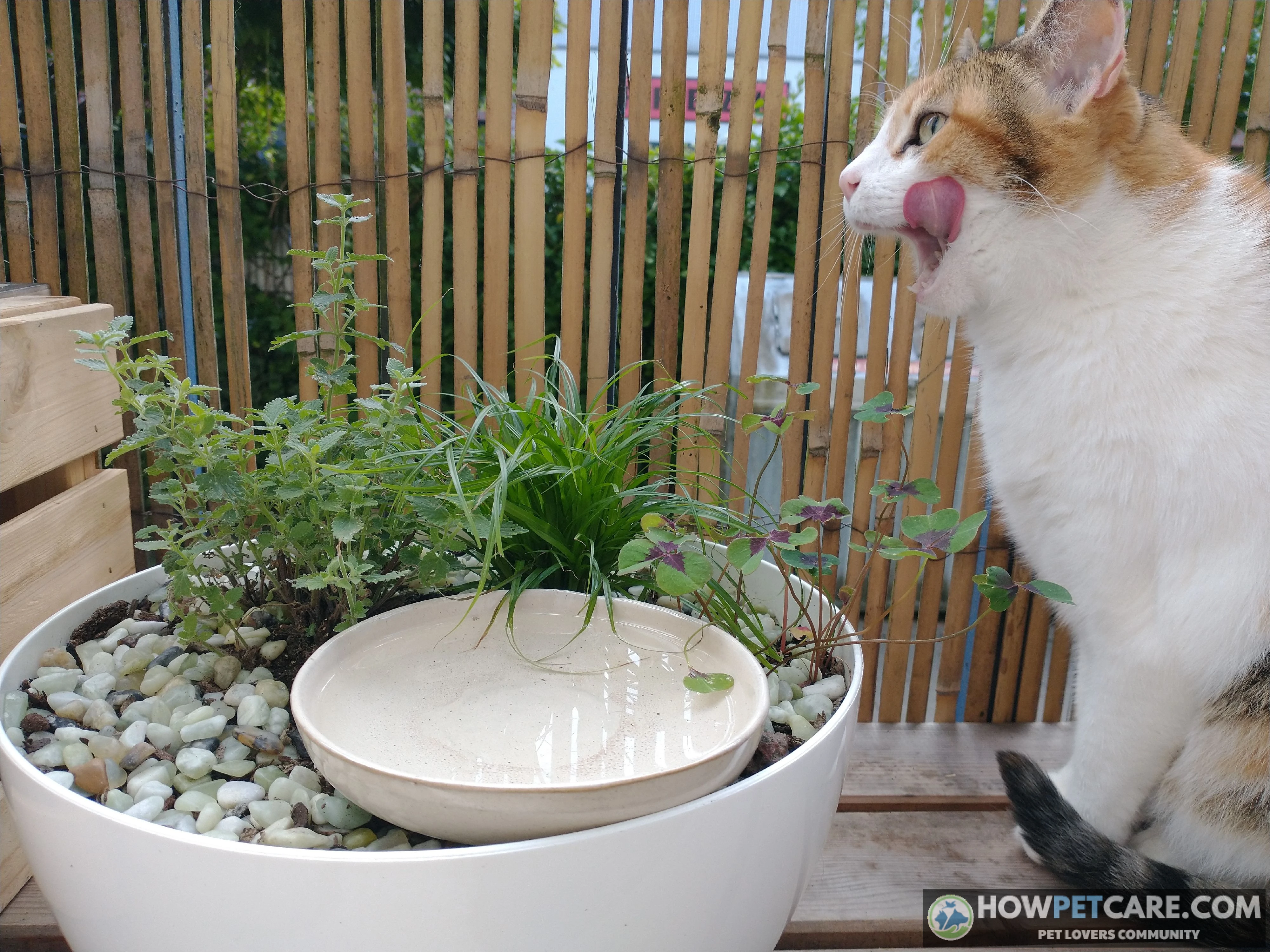 Attentive domestic cat drinking from a water dish, illustrating subtle signs of diabetes in cats.