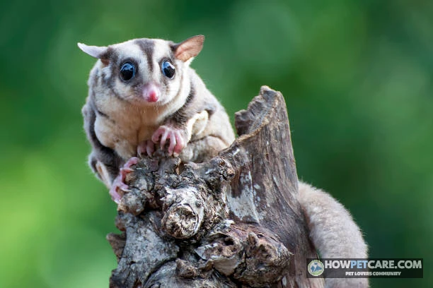 Sugar Glider Care Guide: Costs, Diet, Housing, and Ownership Realities 1 Sugar glider perched on a mossy branch showing large nocturnal eyes and soft fur
