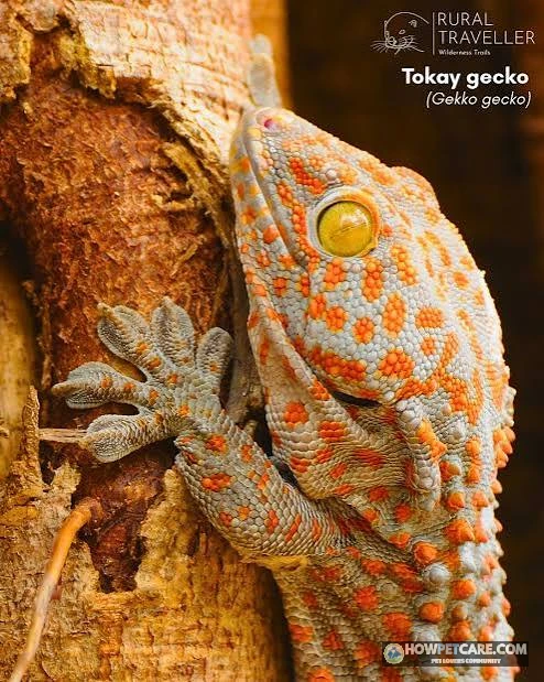 Tokay gecko displaying vivid blue skin and orange spots on tree bark